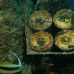 Rheinmetall errichtet Werk zur Vernichtung von Altmunition.