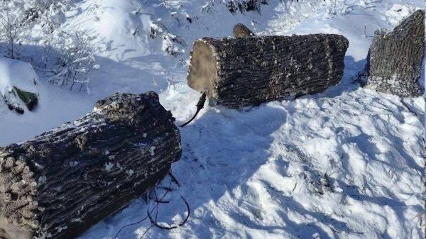 Russland tarnt seine Kommunikation mittlerweile in falschen Baumstämmen.