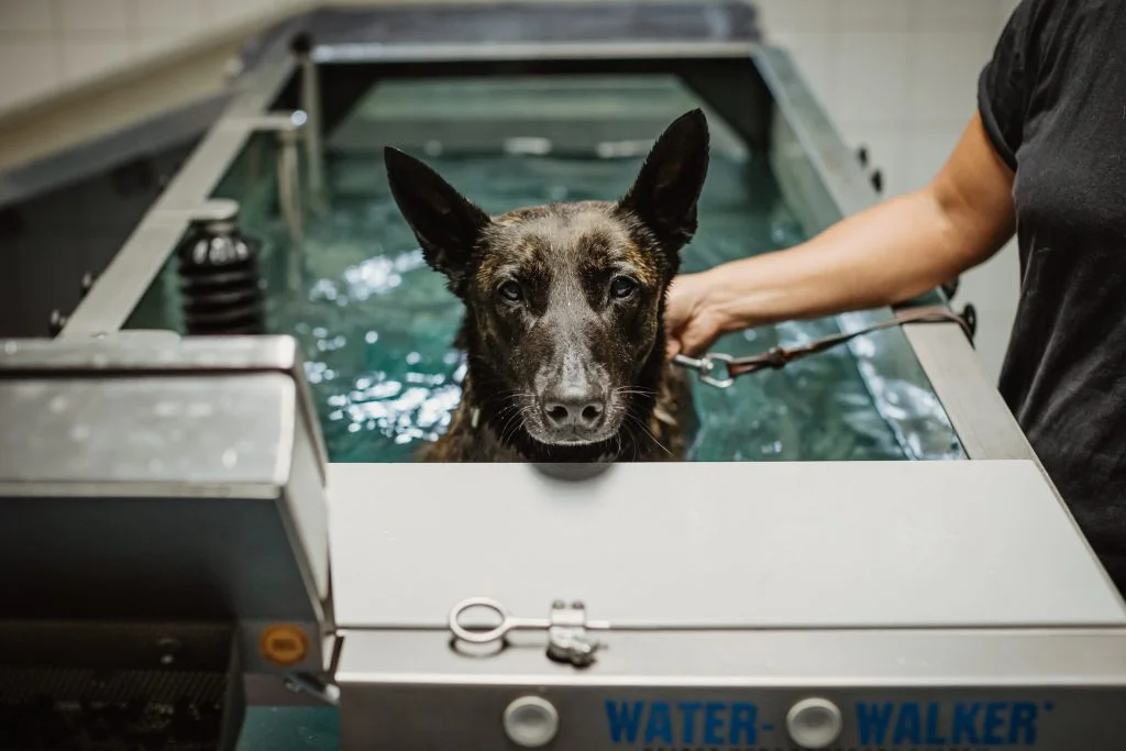 Tierpflegerin Sonja D. begleitet den Holländischen Schäferhund Eros durch die Physiotherapie auf dem Unterwasser-Laufband an der Schule für Diensthundewesen der Bundeswehr in Ulmen. Doch finden bei der Bundeswehr auch Tierversuche an Hunden statt?