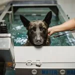 Tierpflegerin Sonja D. begleitet den Holländischen Schäferhund Eros durch die Physiotherapie auf dem Unterwasser-Laufband an der Schule für Diensthundewesen der Bundeswehr in Ulmen. Doch finden bei der Bundeswehr auch Tierversuche an Hunden statt?
