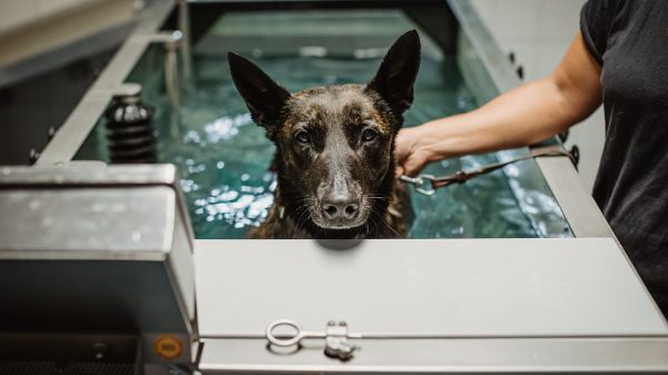 Tierpflegerin Sonja D. begleitet den Holländischen Schäferhund Eros durch die Physiotherapie auf dem Unterwasser-Laufband an der Schule für Diensthundewesen der Bundeswehr in Ulmen. Doch finden bei der Bundeswehr auch Tierversuche an Hunden statt?