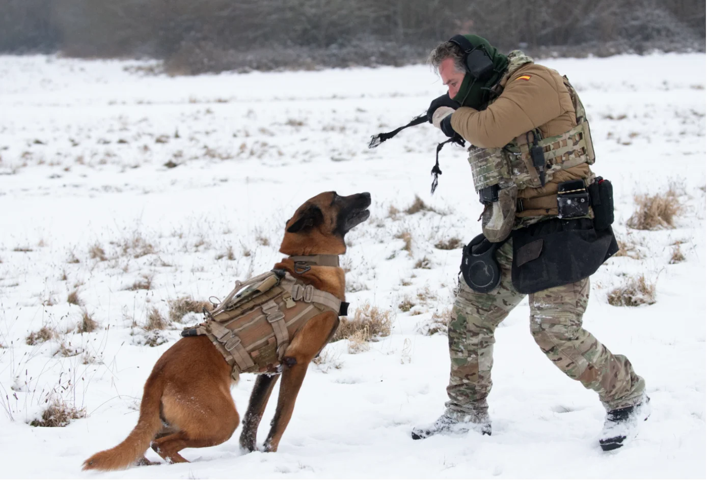 K-9 Jimmy mit seinem Hundeführer während der Übung STEADFAST DART 26 in Norddeutschland. (Foto: NATO)