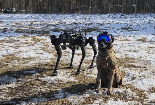 Lucas, der spansiche K-9-Hund, ist für die spanischen Spezialeinheiten von unschätzbarem Wert. In der Übung wurde er bei den Aufklärungsarbeiten ergänzt durch einen mechanisierten Kameraden (Roboterhunde) Ghost Vision 60 von dem US-amerikanischen Herstellers Ghost Robotics. (Foto: NATO)